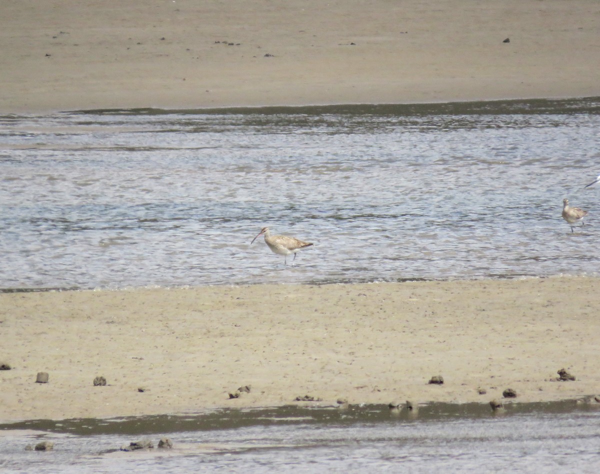 Chiurlo piccolo (phaeopus) - ML642018592