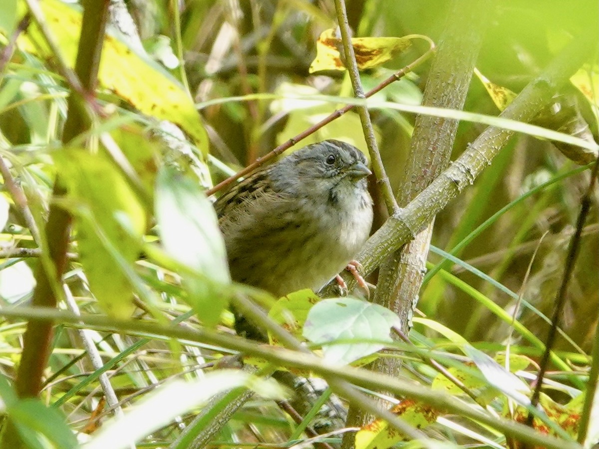 Swamp Sparrow - ML642018604