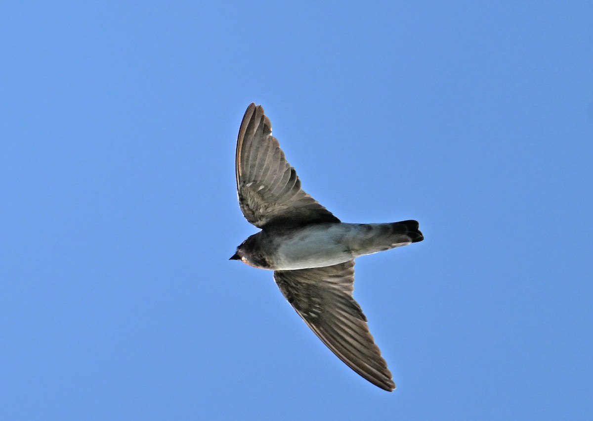 Cliff Swallow - ML642018609