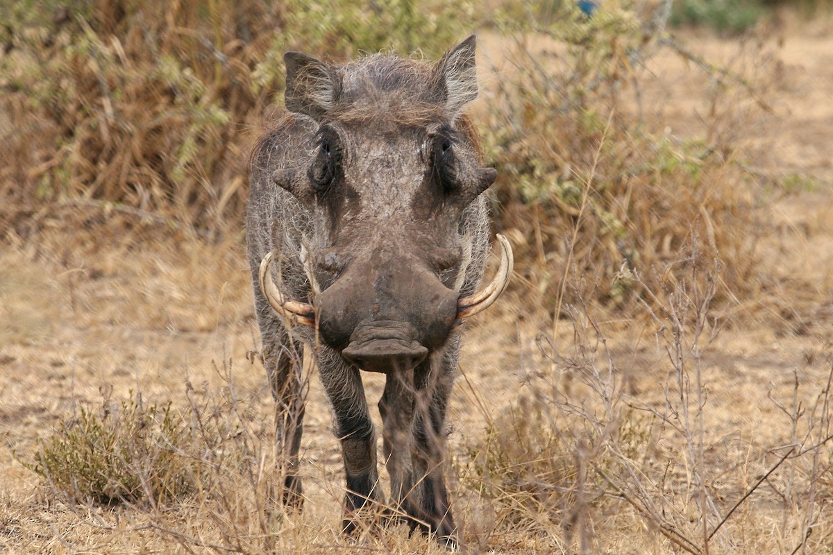 Common Warthog - ML642018626