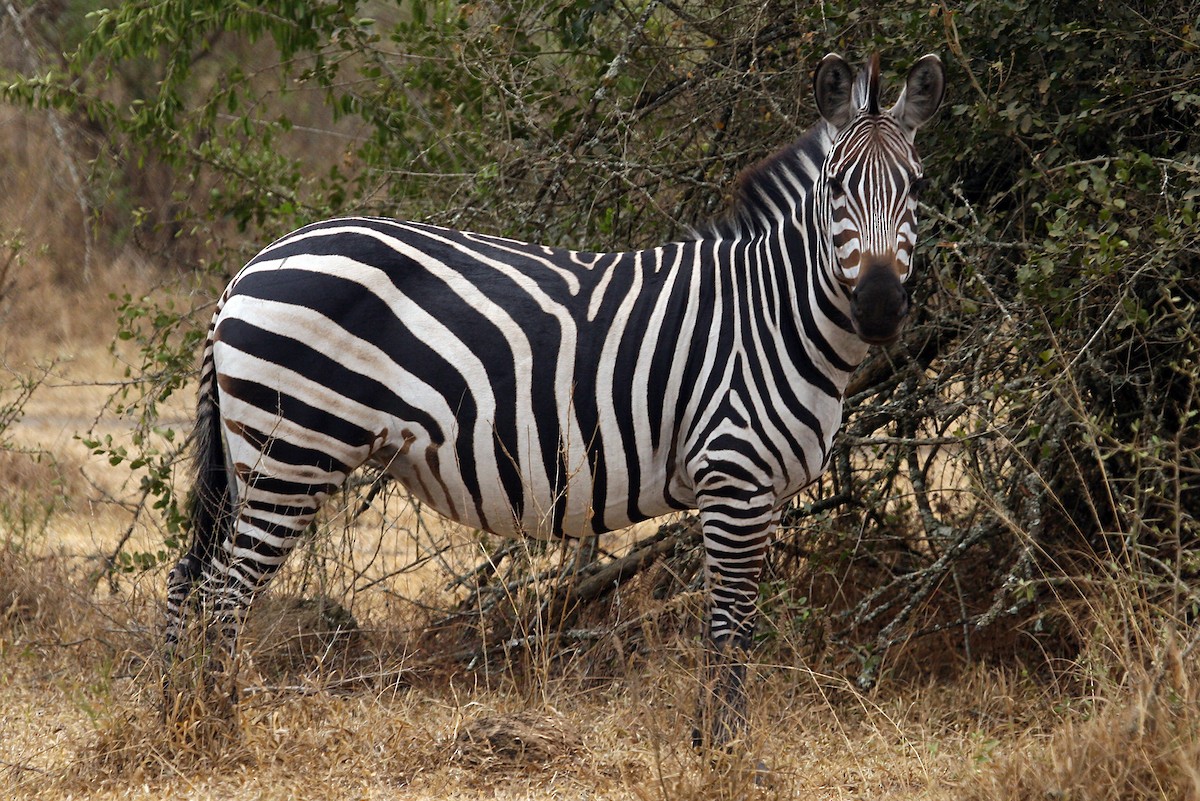Plains Zebra - ML642018632