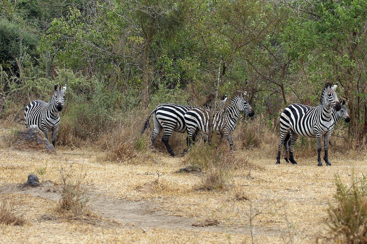 Plains Zebra - ML642018636