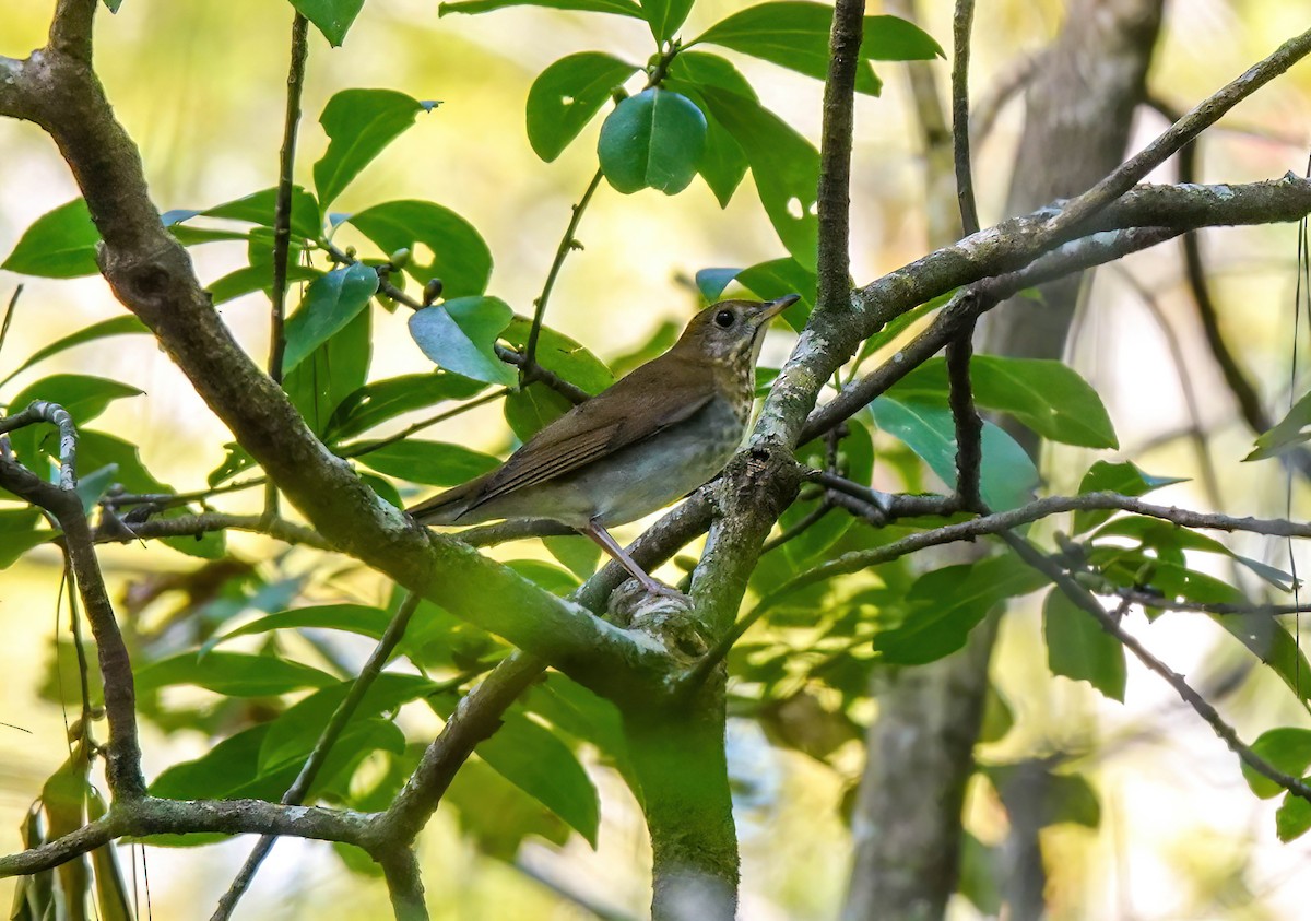 Veery - ML642018639