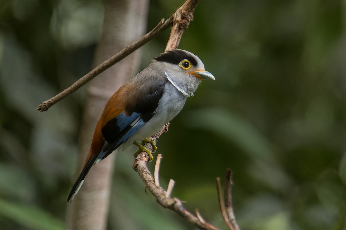 Silver-breasted Broadbill - ML642018652