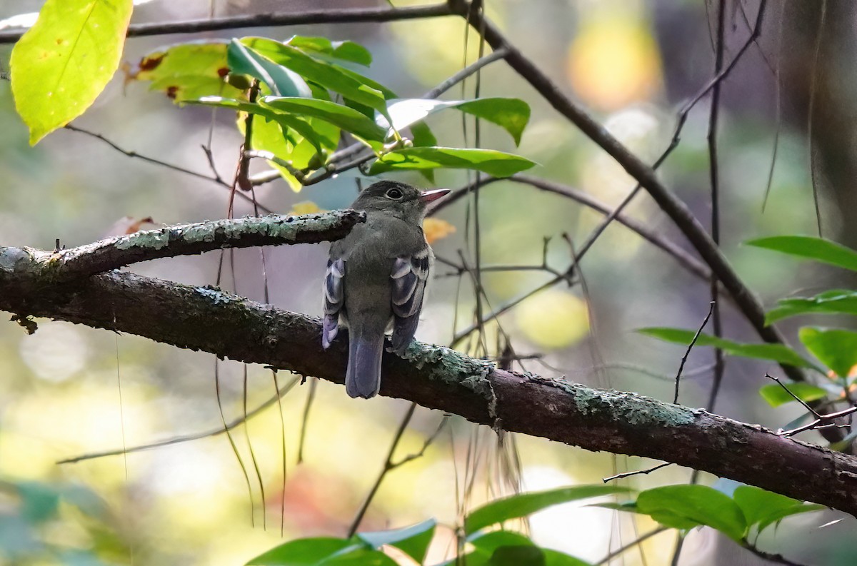 Acadian Flycatcher - ML642018653