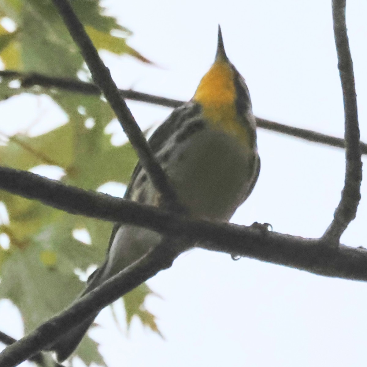 Yellow-throated Warbler - ML642018659