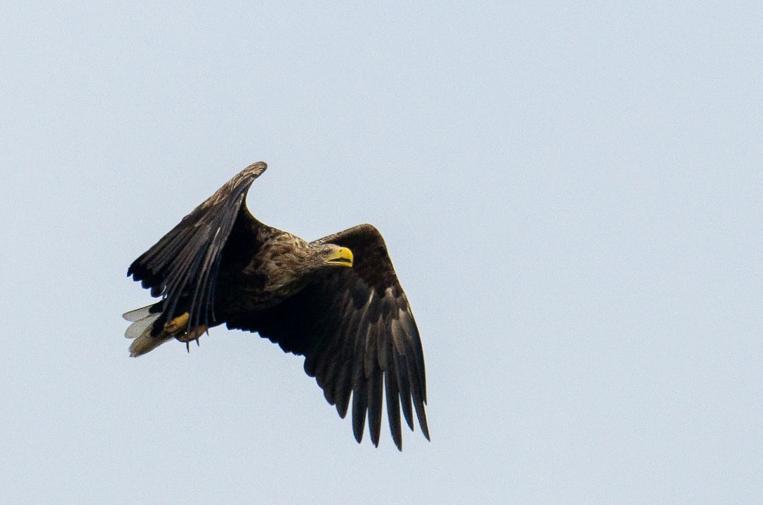 White-tailed Eagle - ML642018663