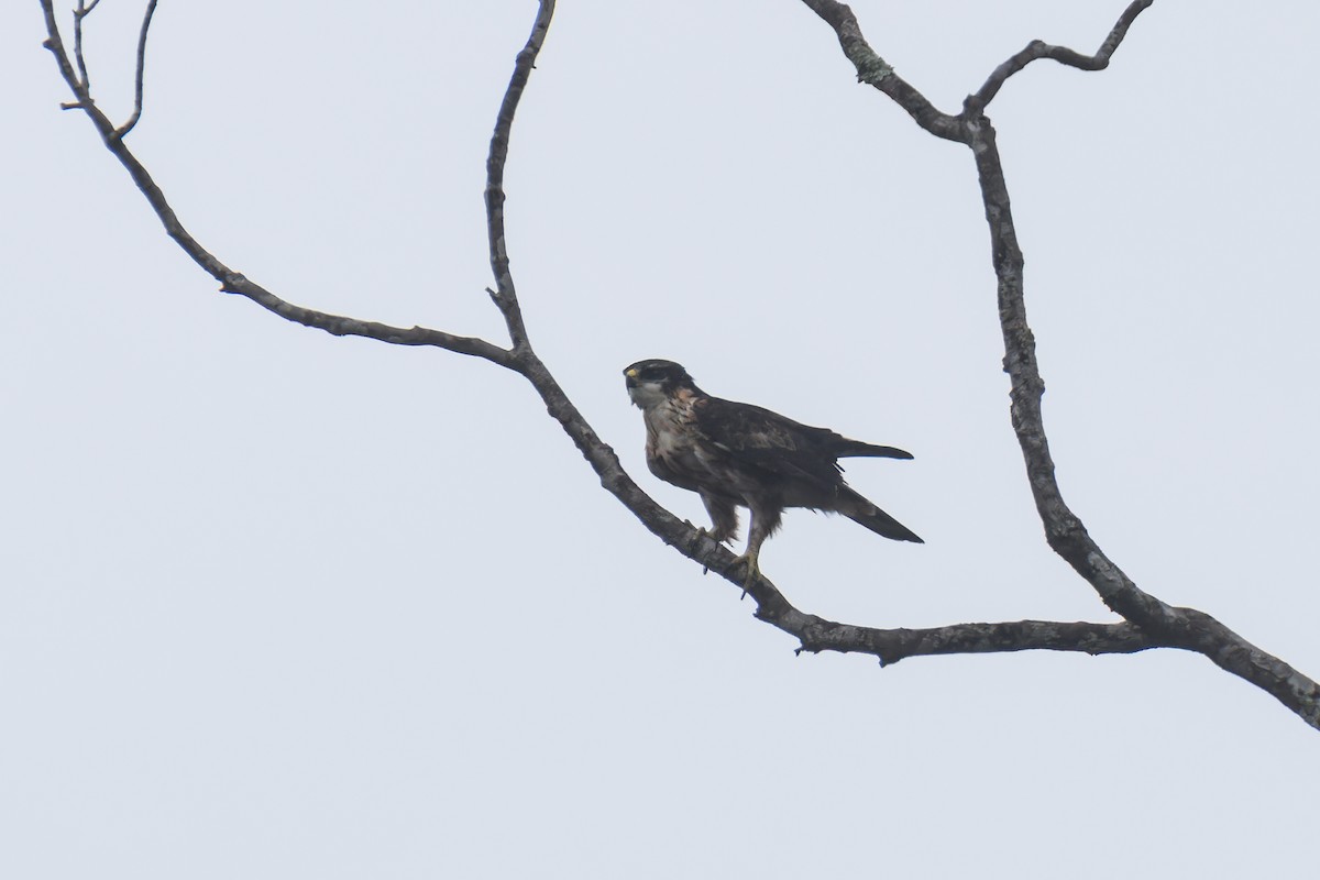 Rufous-bellied Eagle - ML642018670