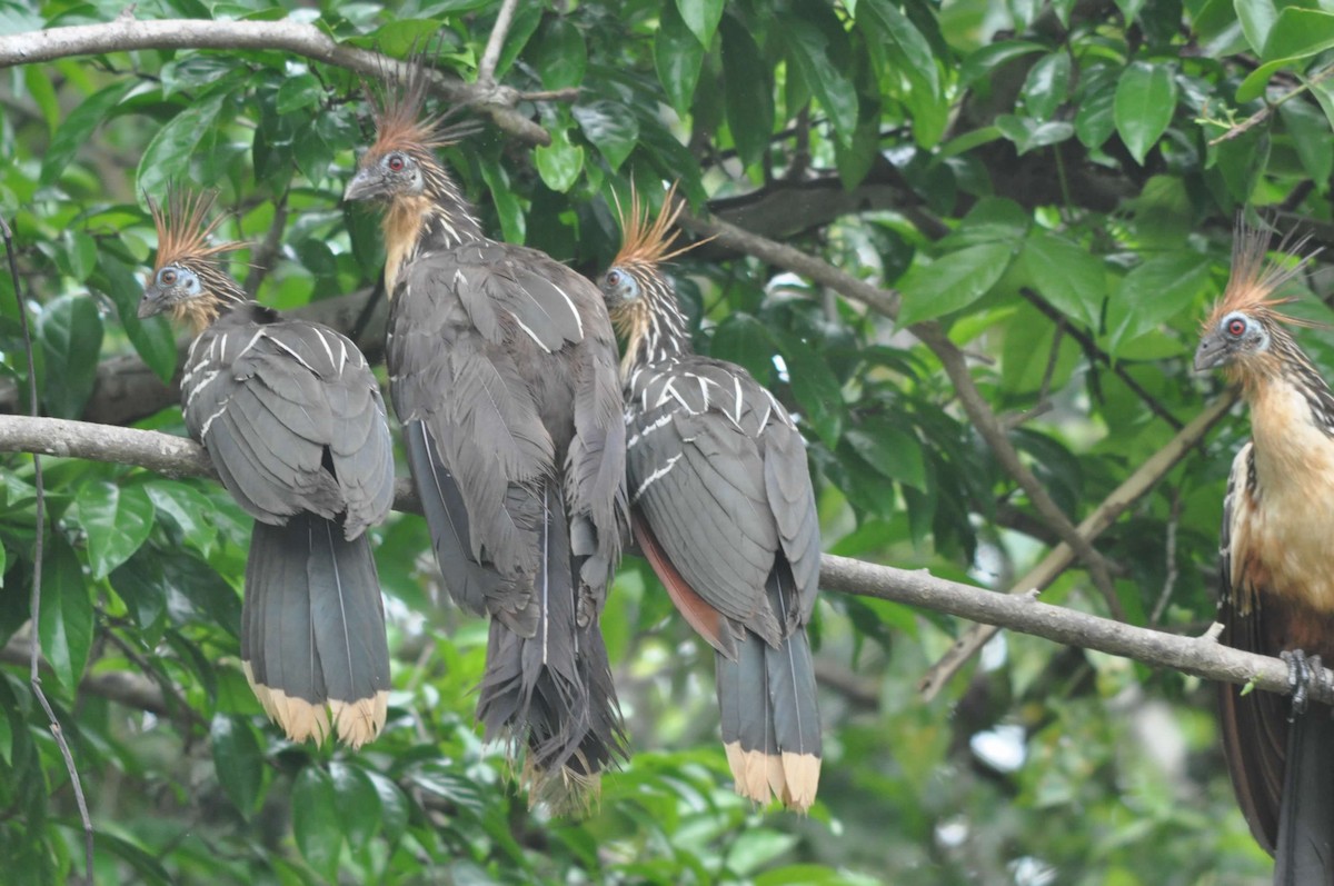 Hoatzin - ML642018682