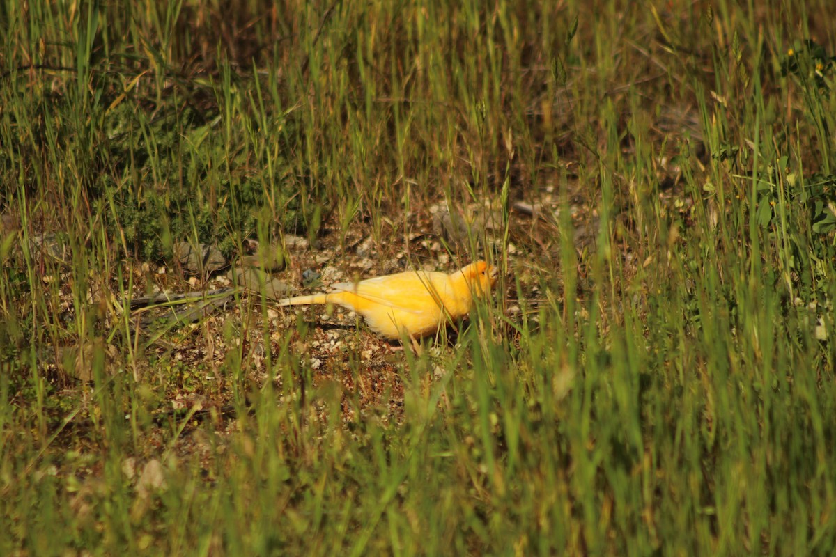 Island Canary (Domestic type) - ML642018691