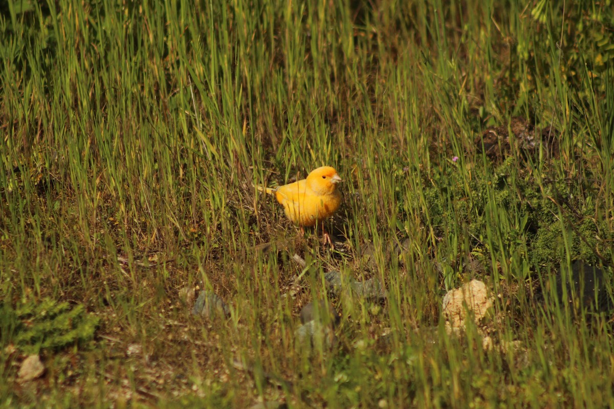 Island Canary (Domestic type) - ML642018692