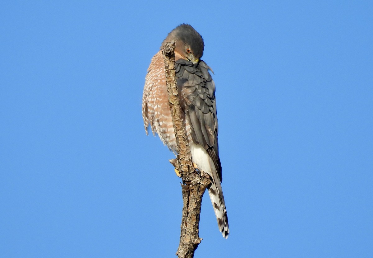 Cooper's Hawk - ML642018694
