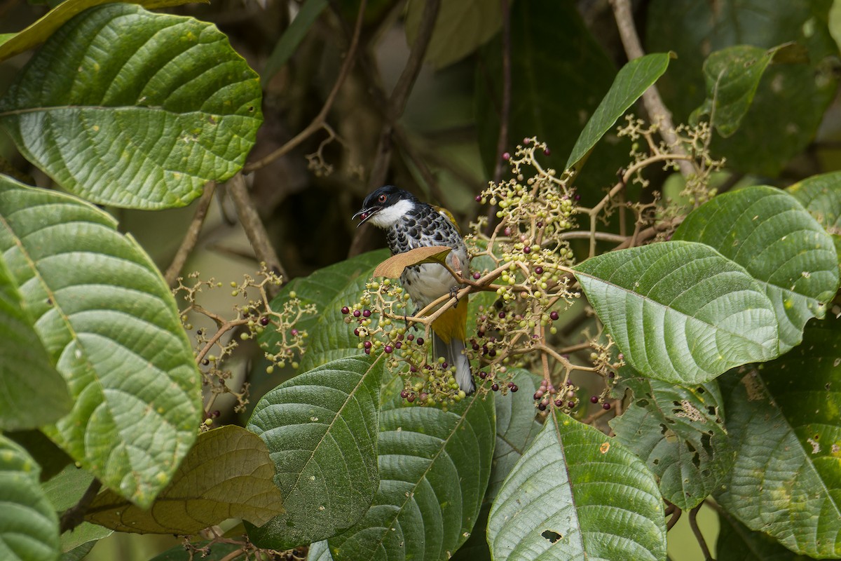 Scaly-breasted Bulbul - ML642018697
