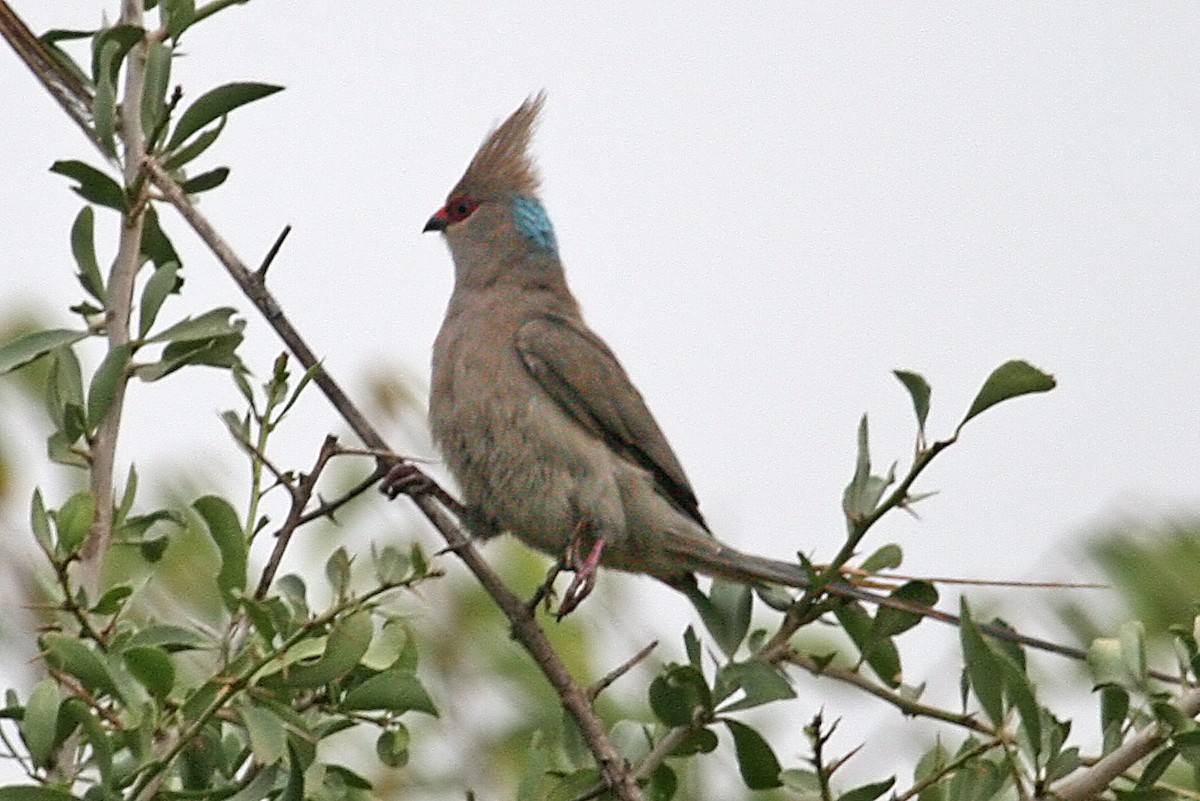 blånakkemusfugl - ML642018699