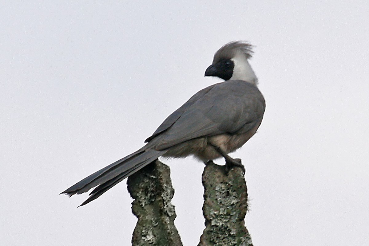 masketurako (leopoldi) - ML642018706