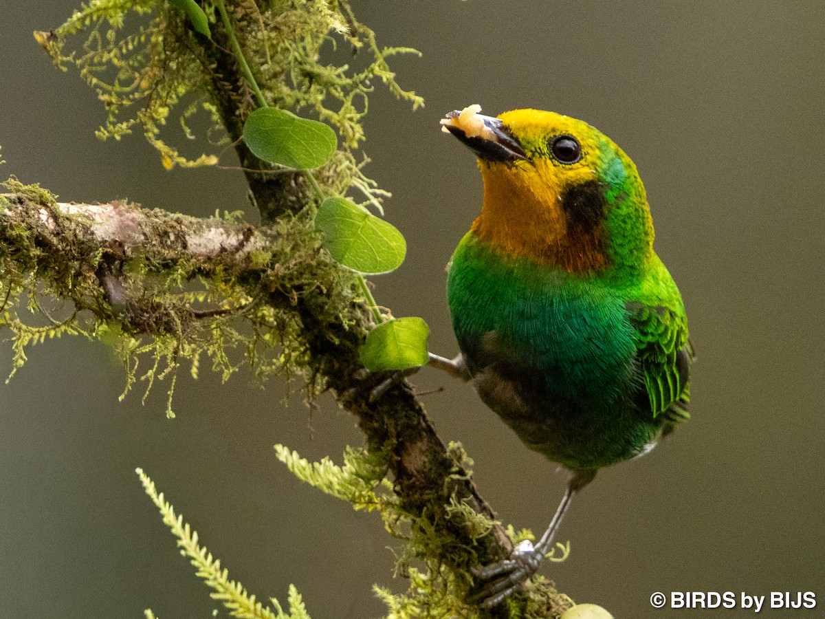 Multicolored Tanager - ML642018707