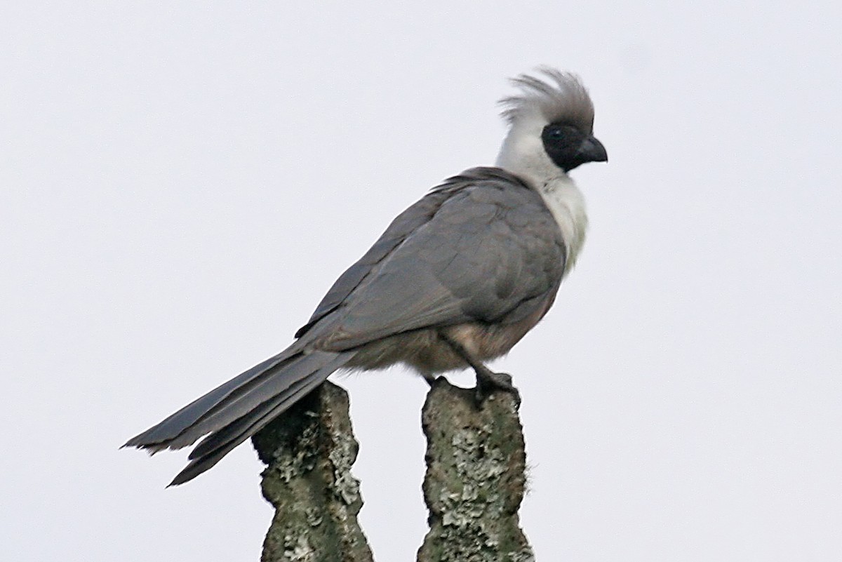 masketurako (leopoldi) - ML642018708