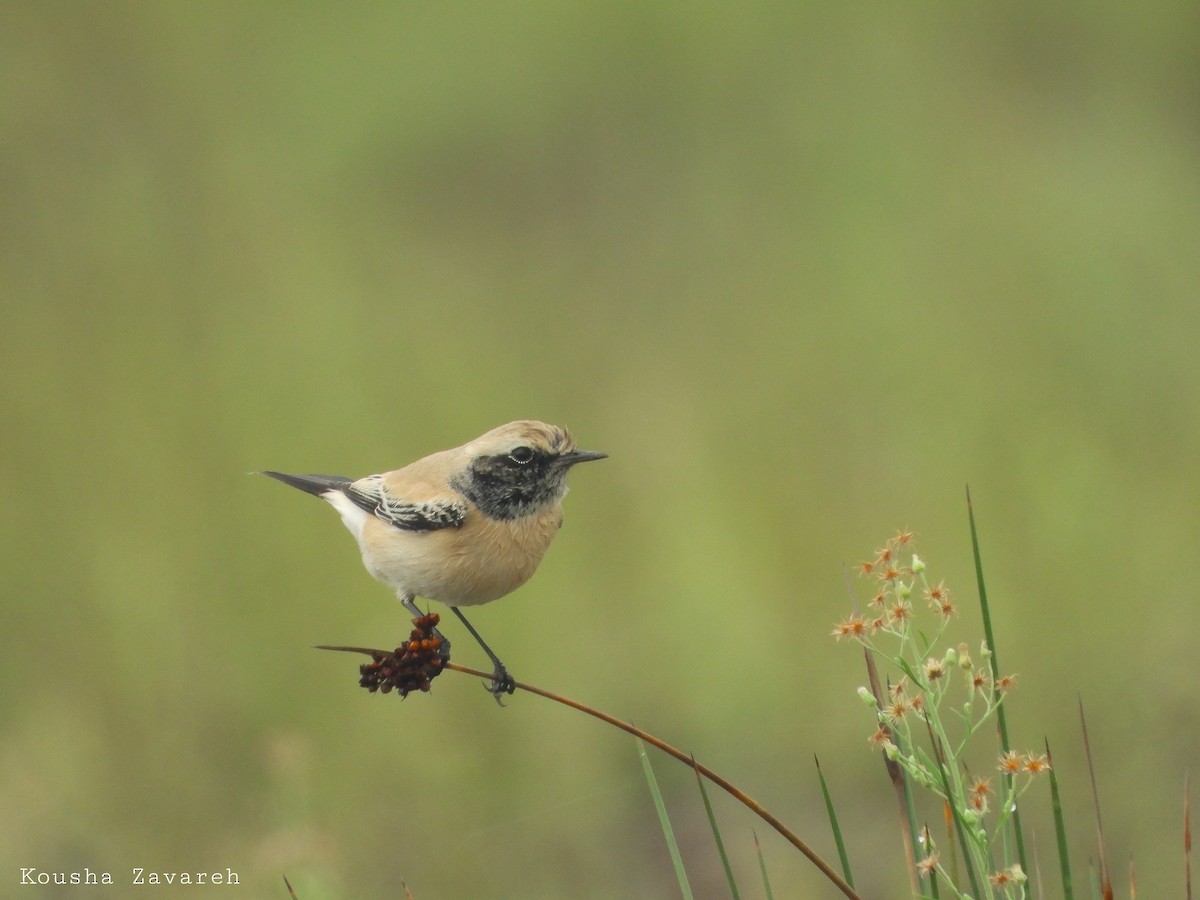 Desert Wheatear - ML642018709