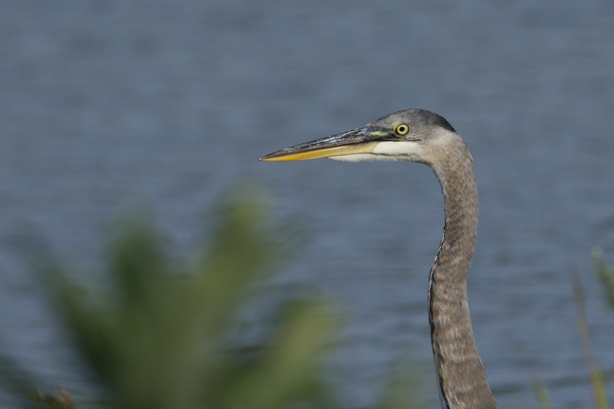 Great Blue Heron - ML642018715