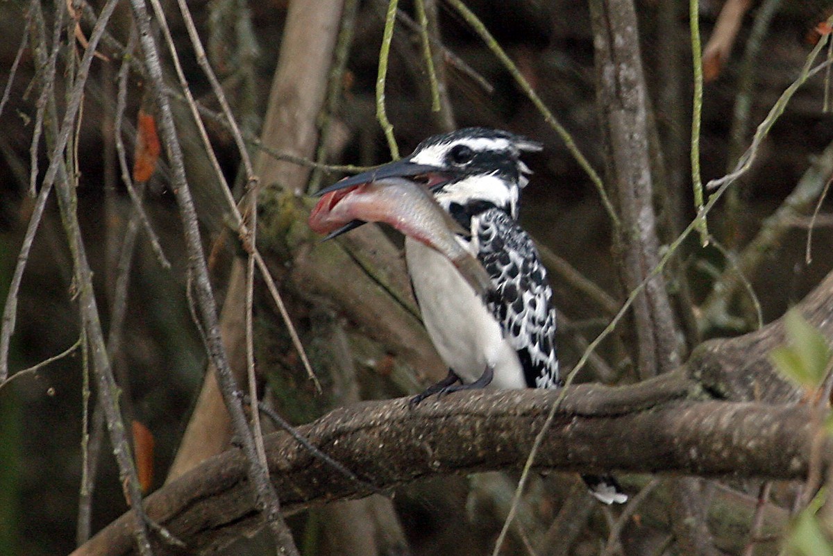 terneisfugl - ML642018716