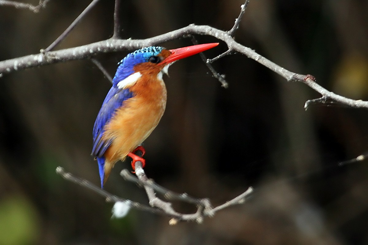 tiaraisfugl - ML642018720