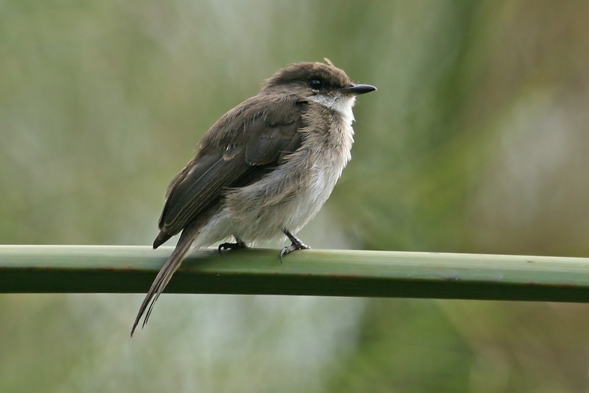 sumpfluesnapper - ML642018733