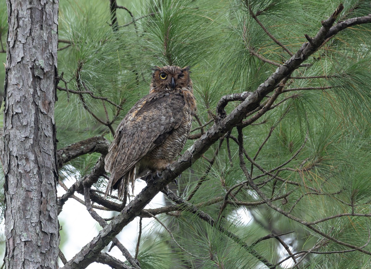 Great Horned Owl - ML642018739