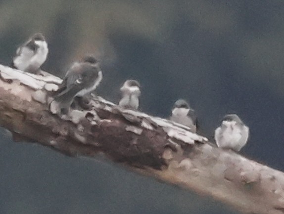 Bank Swallow - ML642018741