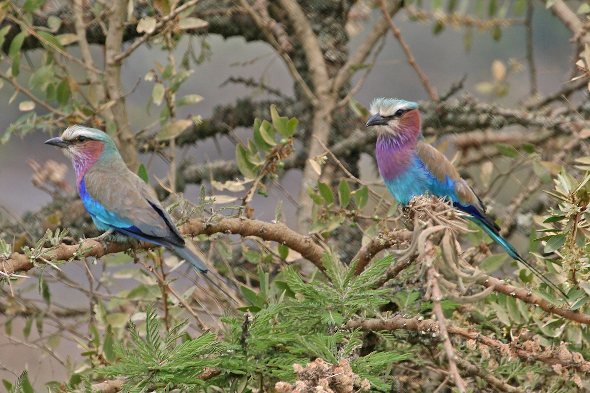 savanneråke - ML642018747