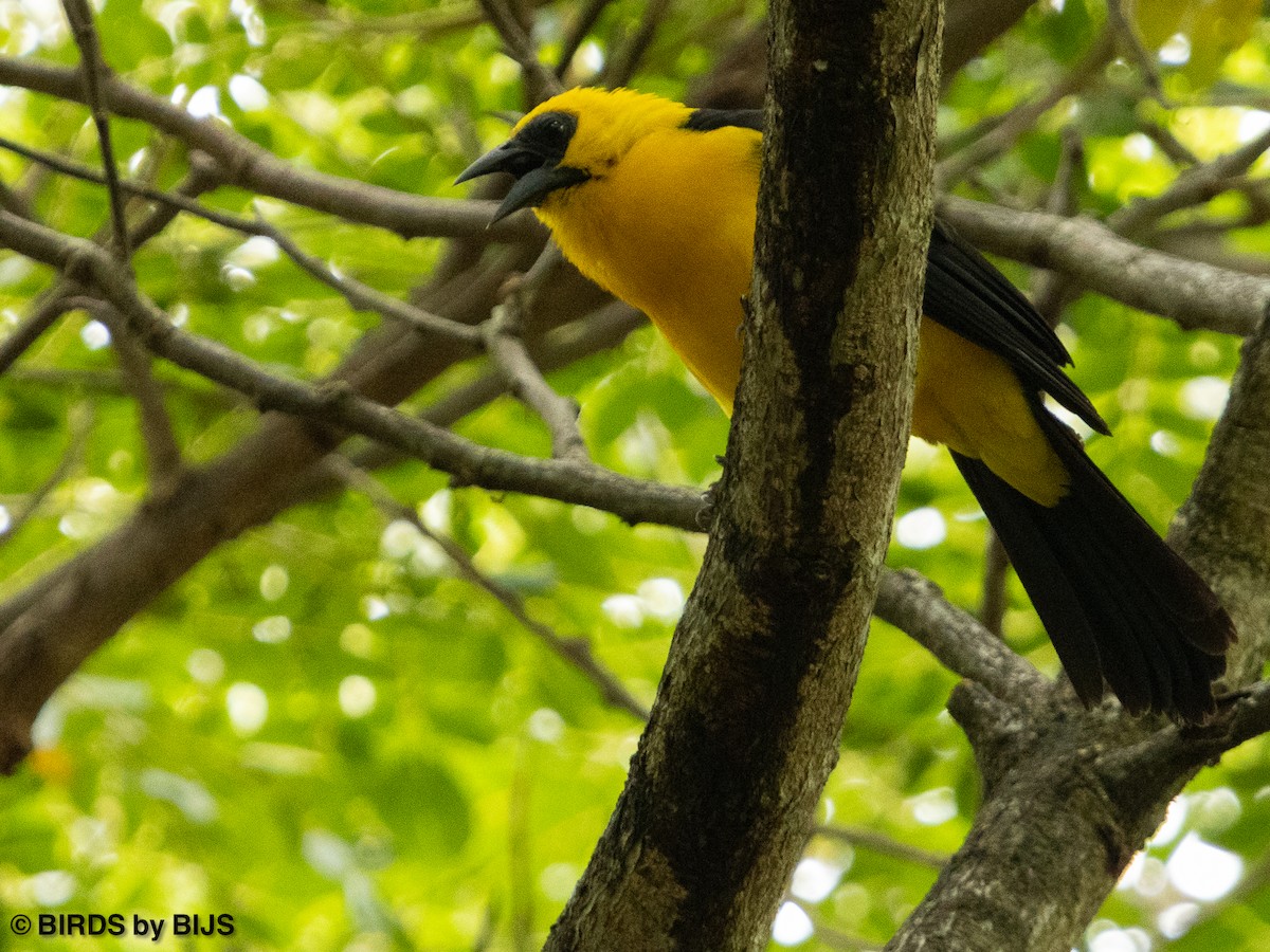 Oriole Blackbird - ML642018748