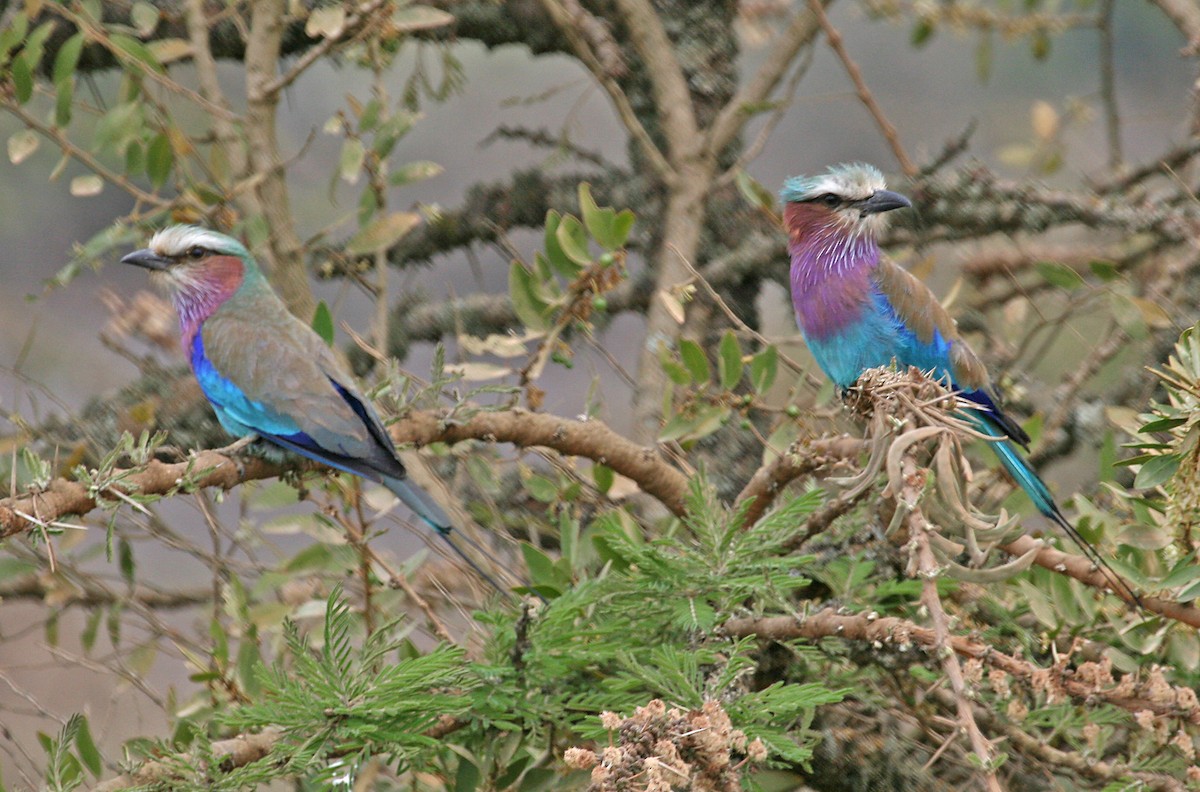 savanneråke - ML642018751