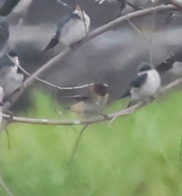 Cliff Swallow - ML642018753