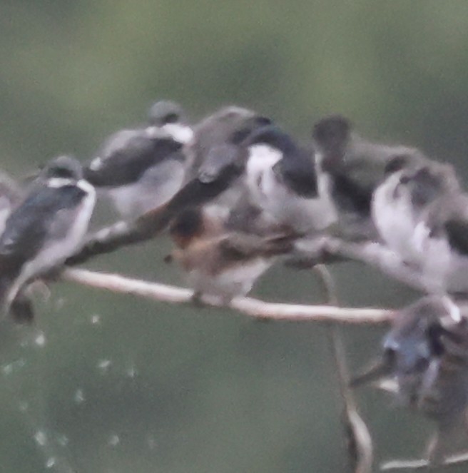 Cliff Swallow - ML642018754