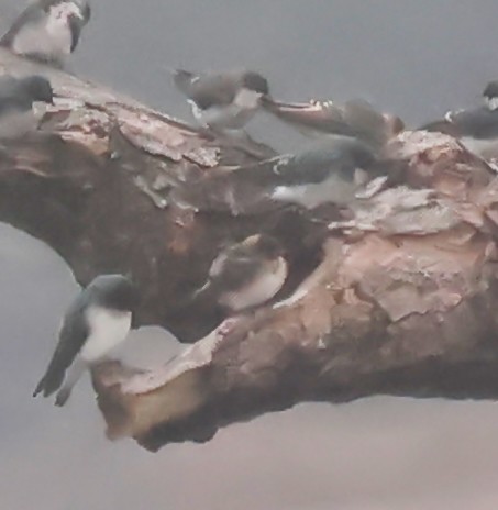 Cliff Swallow - ML642018755