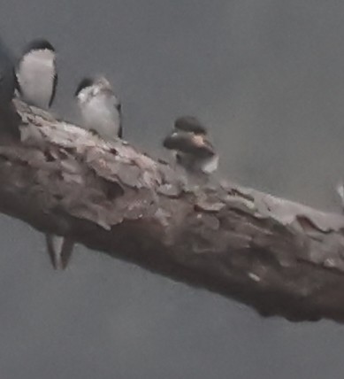 Cliff Swallow - ML642018756