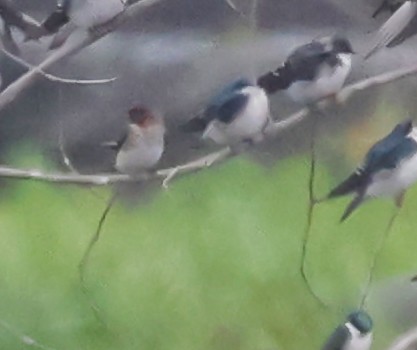 Cliff Swallow - ML642018757