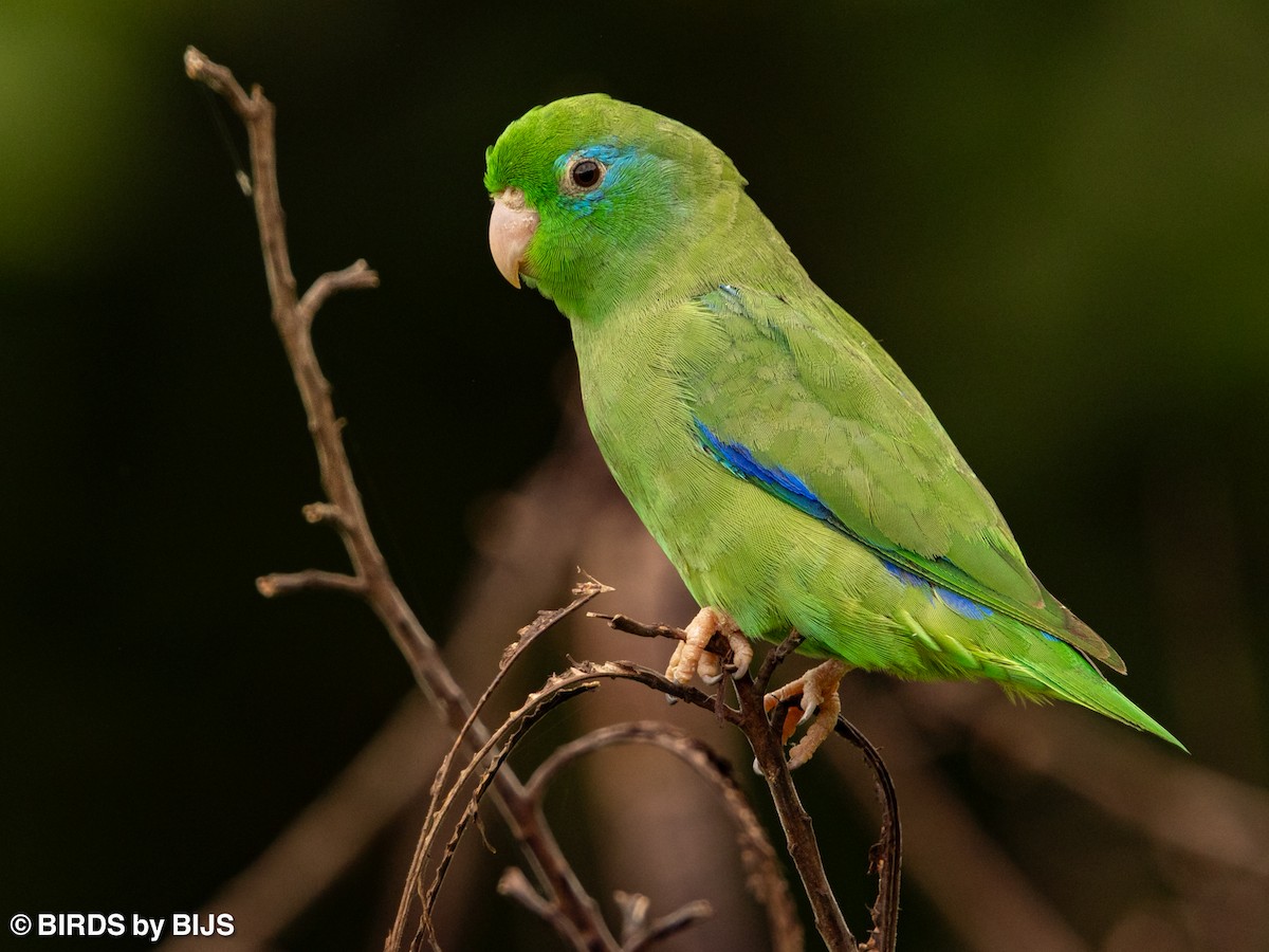 Spectacled Parrotlet - ML642018763