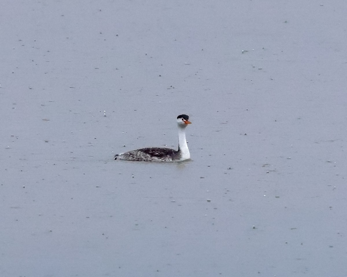 Clark's Grebe - ML642018764