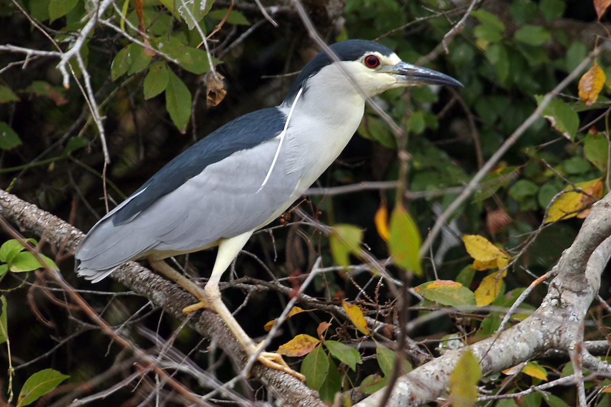 natthegre - ML642018769