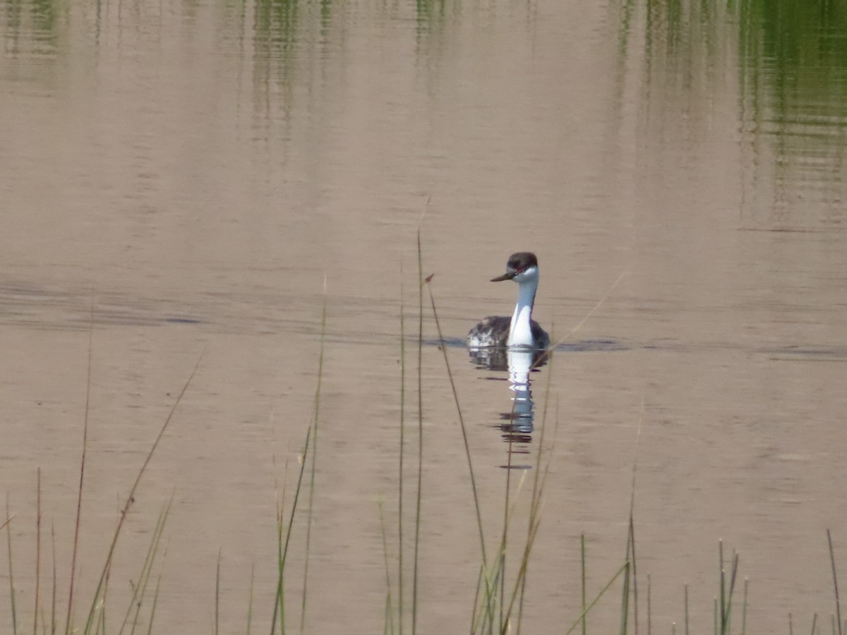 Western Grebe - ML642018773