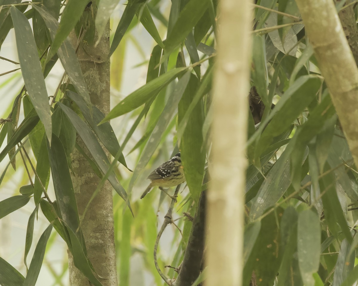 Yellow-breasted Warbling-Antbird - ML642018774