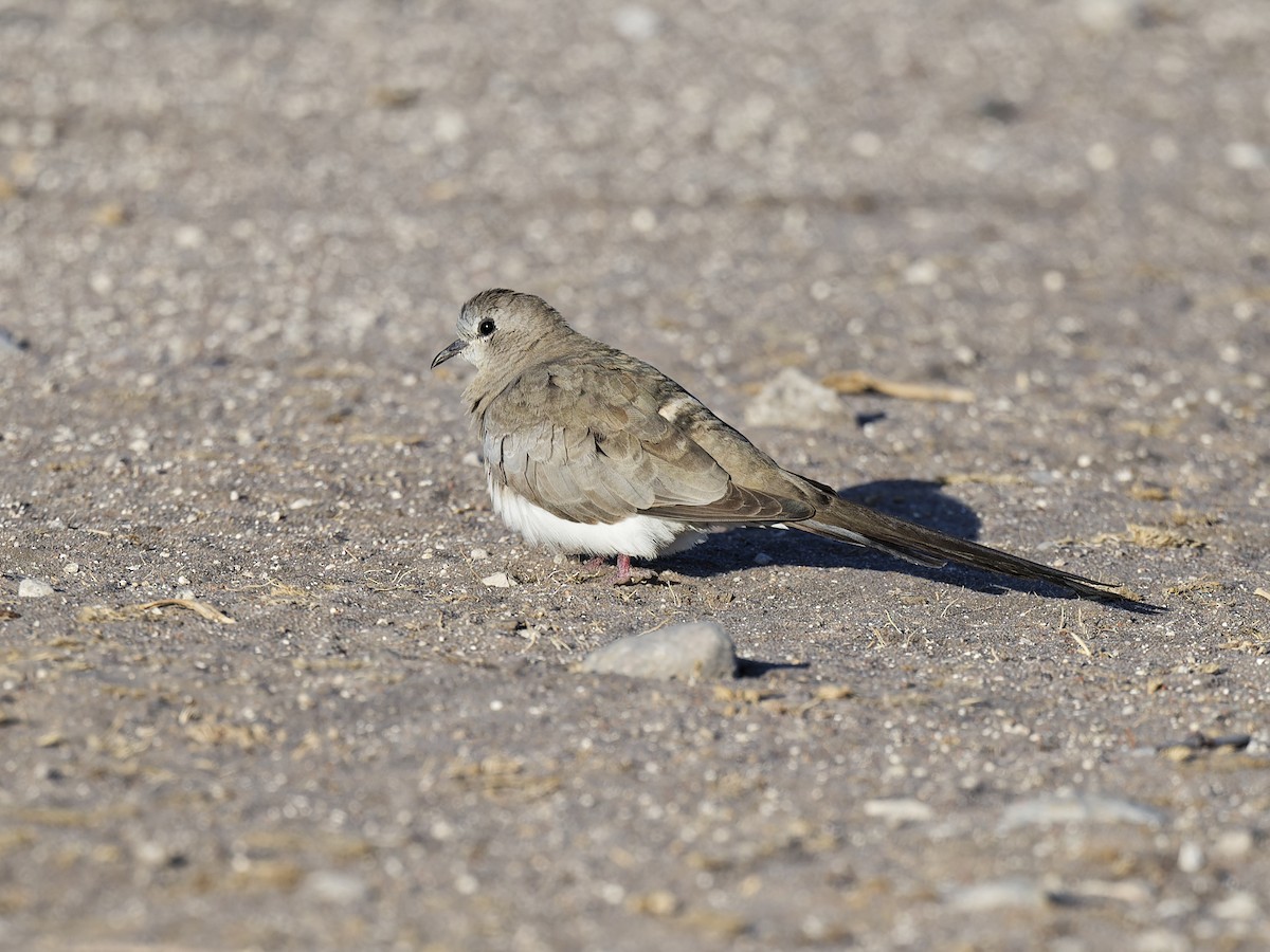 Namaqua Dove - ML642018782
