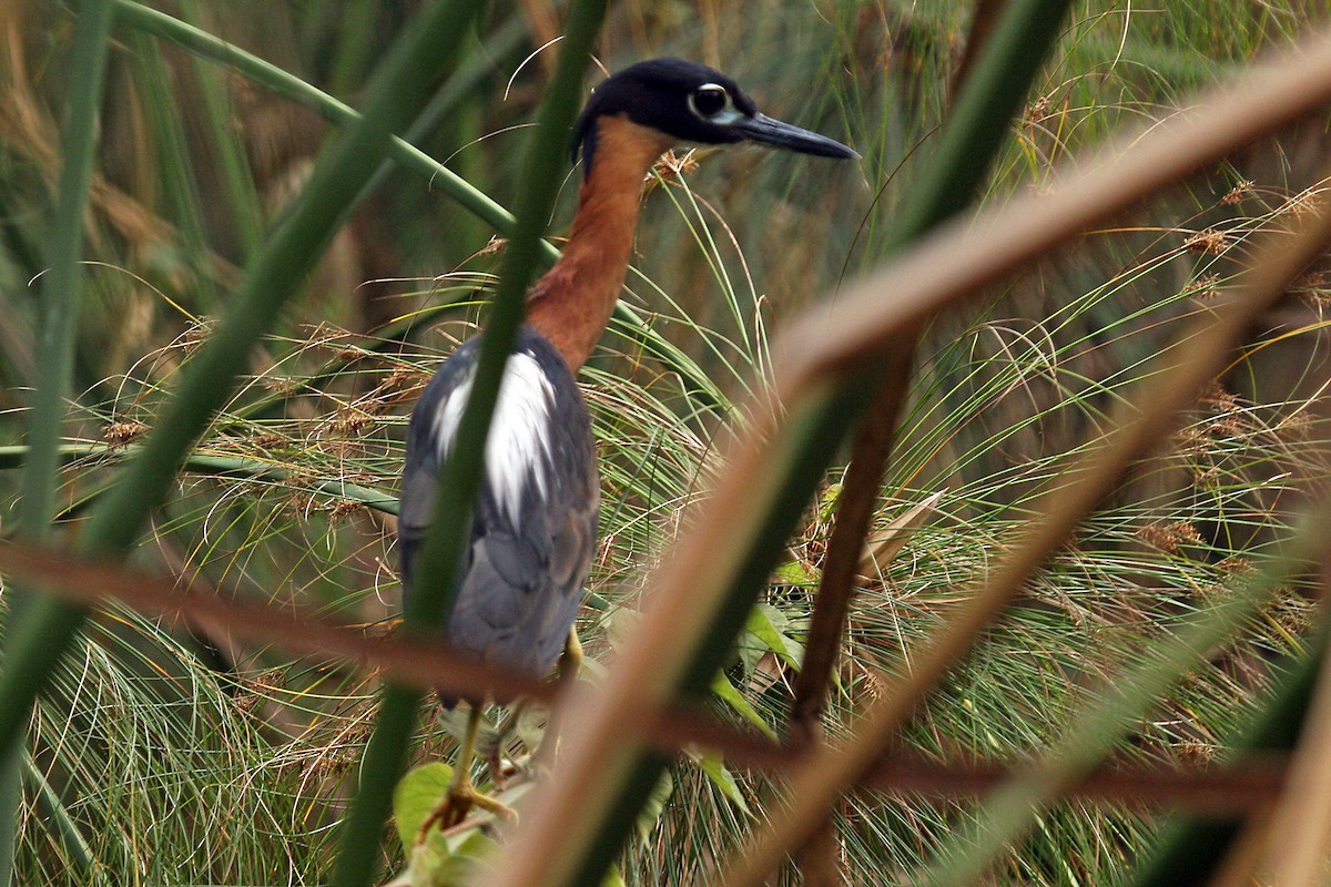 White-backed Night Heron - ML642018783