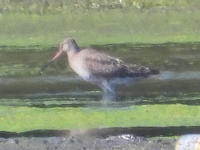 Hudsonian Godwit - ML642018787