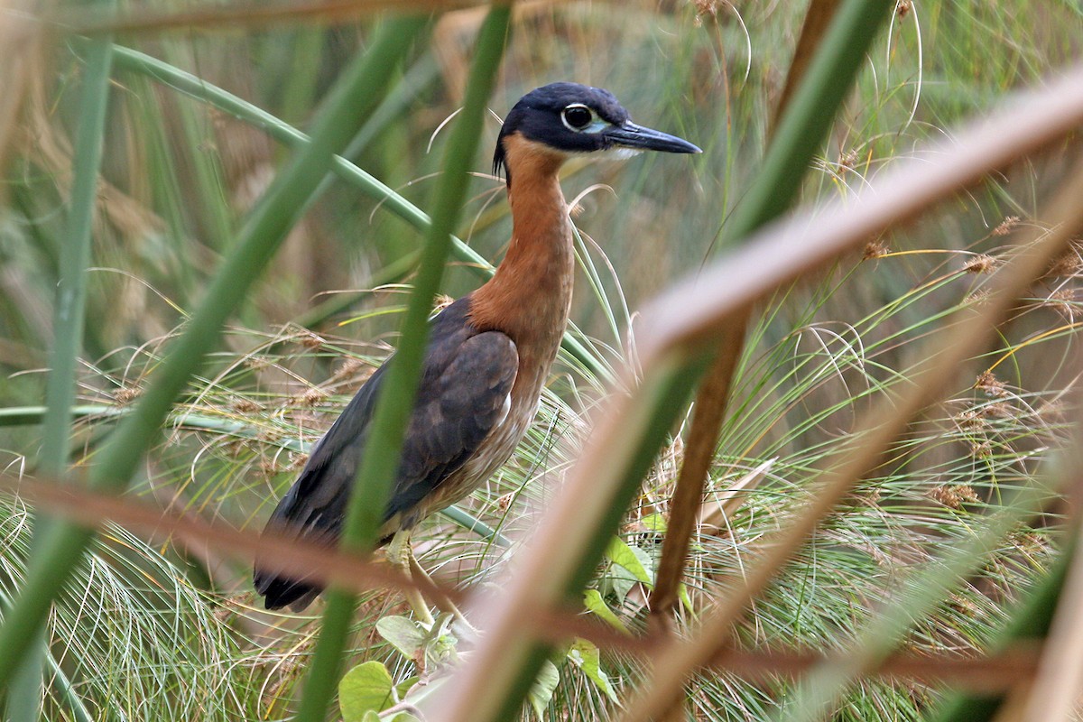 White-backed Night Heron - ML642018788
