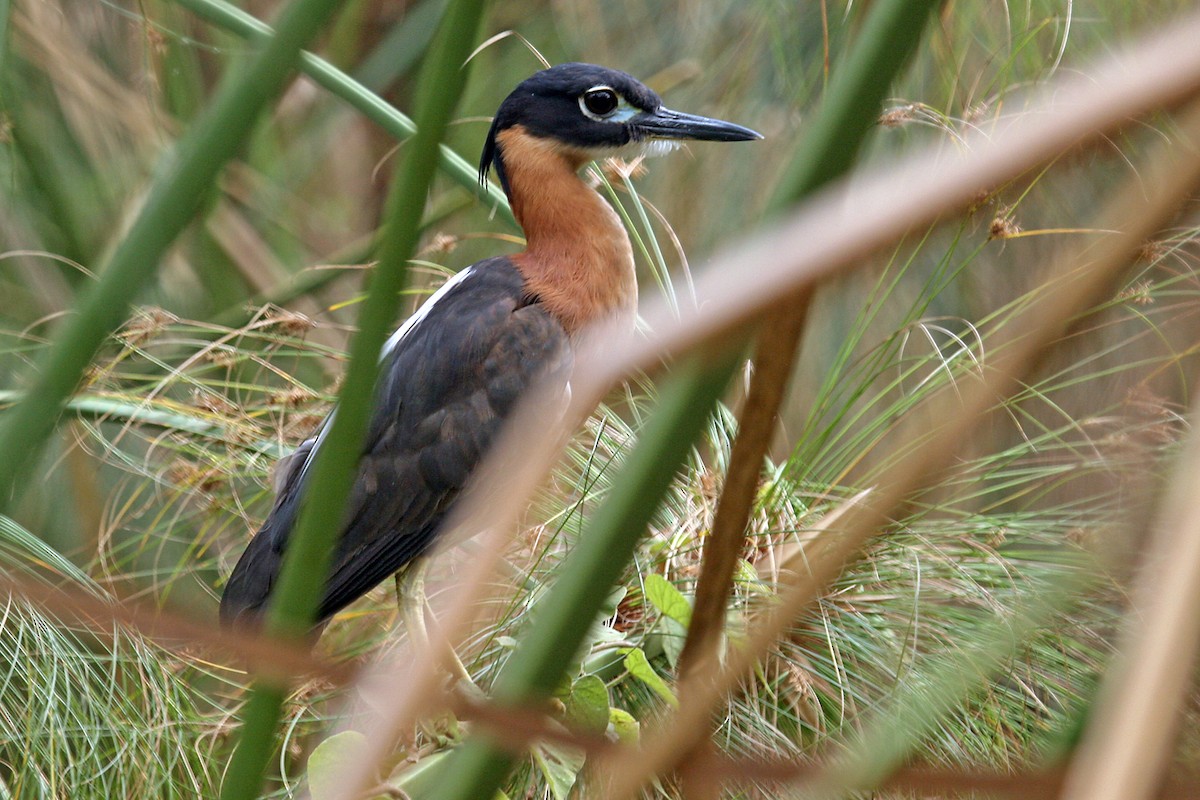 White-backed Night Heron - ML642018789