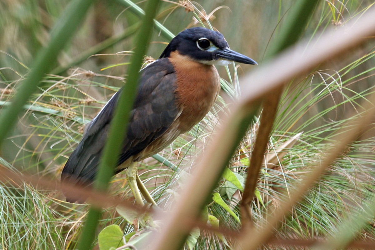 White-backed Night Heron - ML642018790