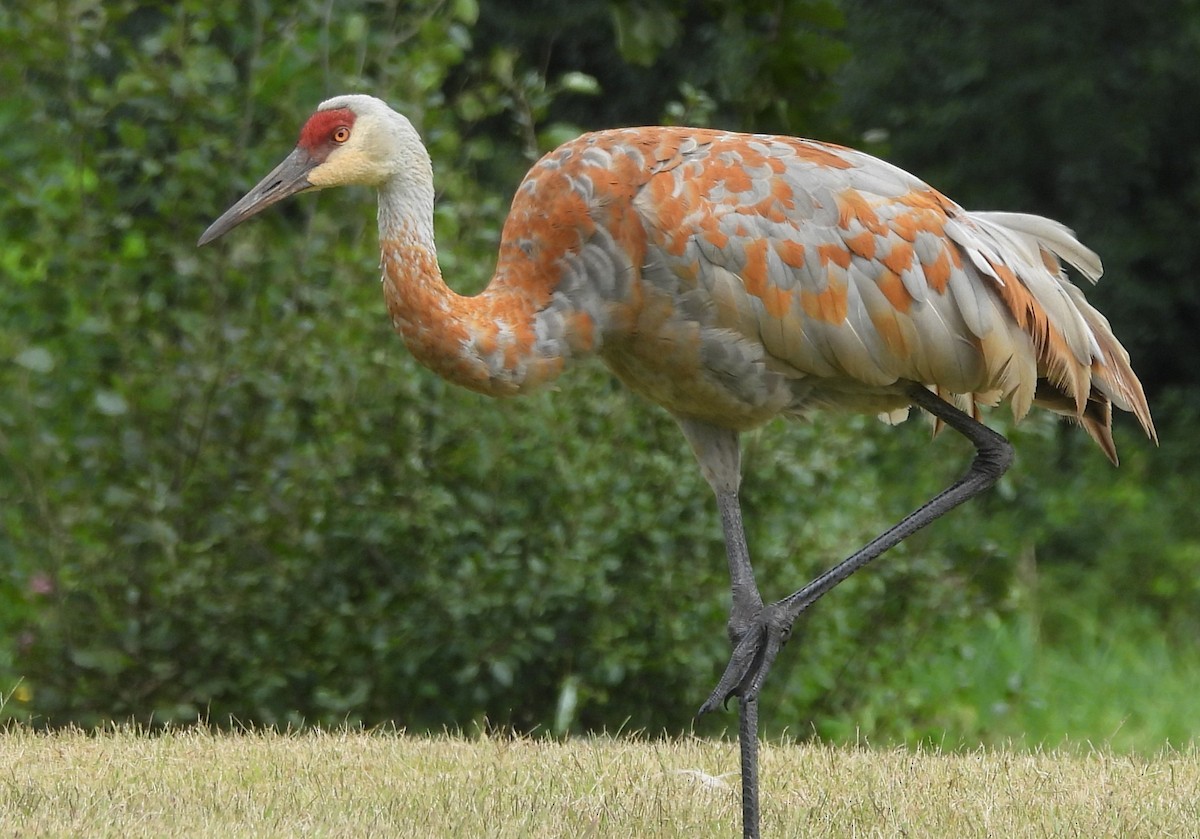 Sandhill Crane - ML642018792
