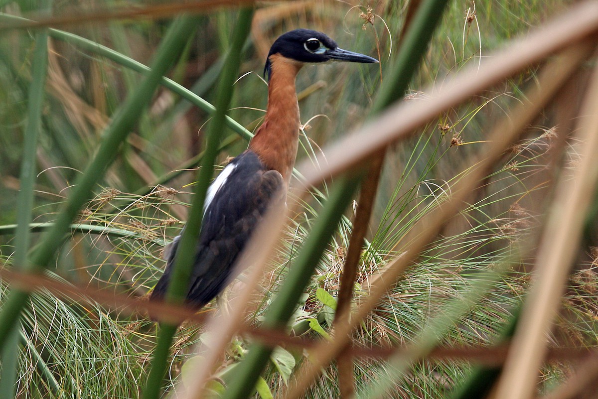 White-backed Night Heron - ML642018795