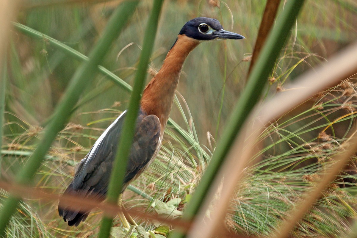 White-backed Night Heron - ML642018796